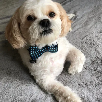 Jaxson, the Shichon who inspired Jax Snax